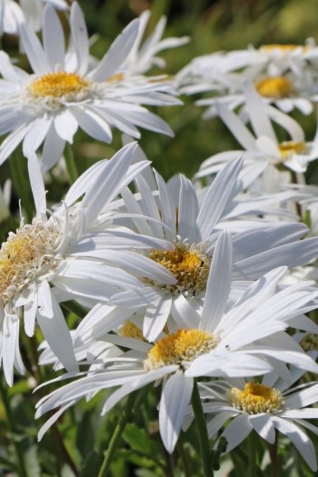 Ромен / Леукантемум замечательный Кристин Хагемен | Leucanthemum superbum Christine Hagemann | Ромен/Леукантемум чудовий Крістін Хагемен